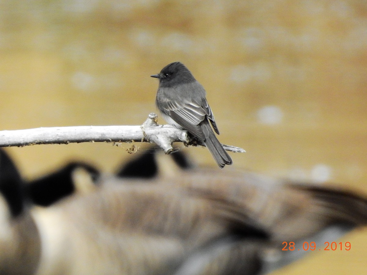 Black Phoebe - ML179515051