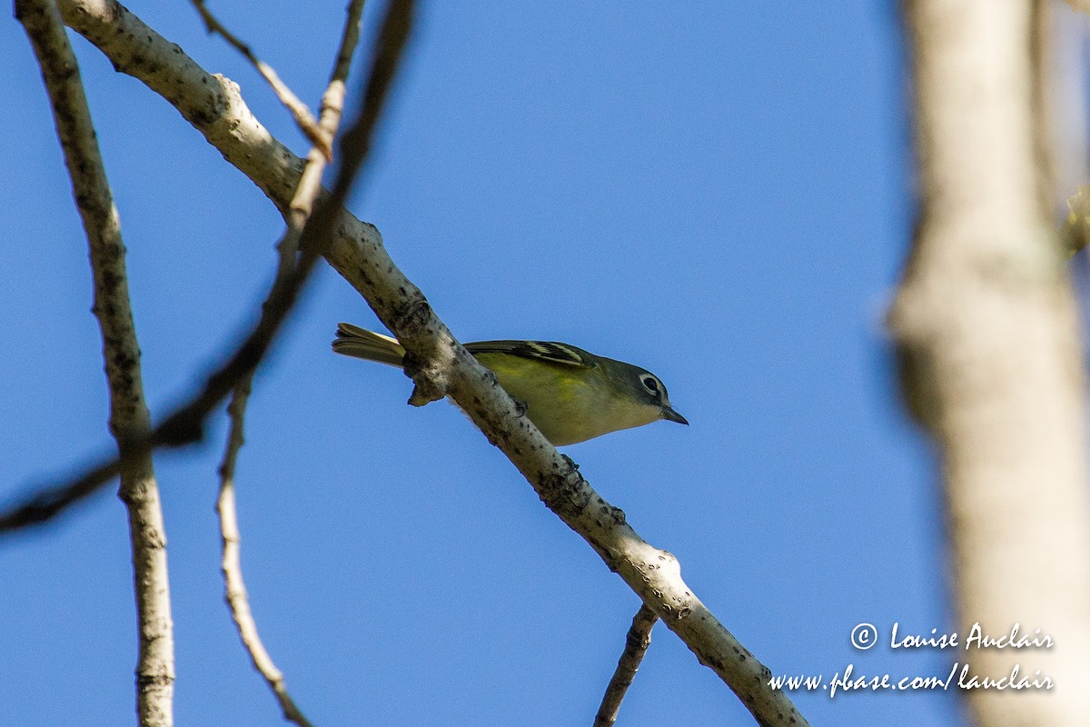 Blue-headed Vireo - Louise Auclair