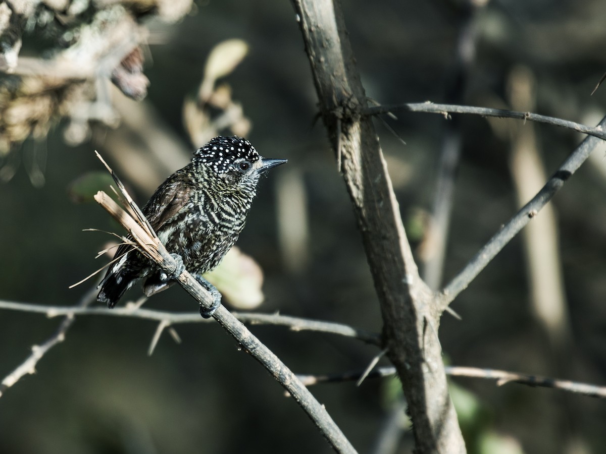 Ecuadorian Piculet - Nick Athanas