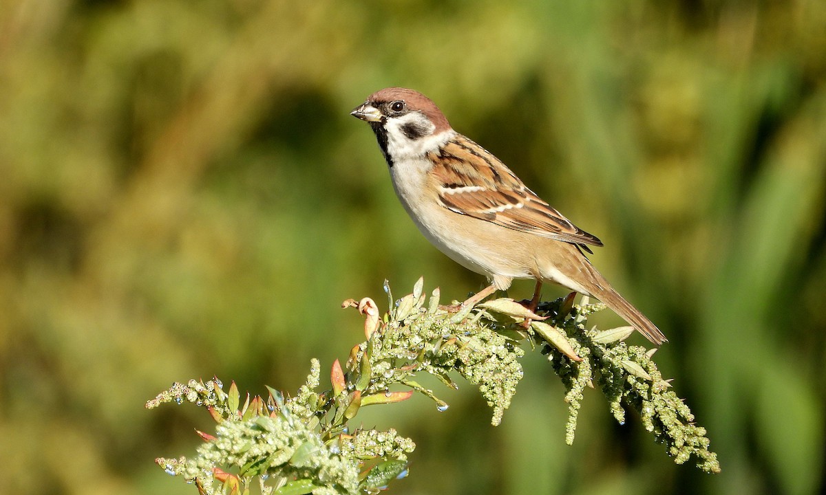 Eurasian Tree Sparrow - Rui Jorge
