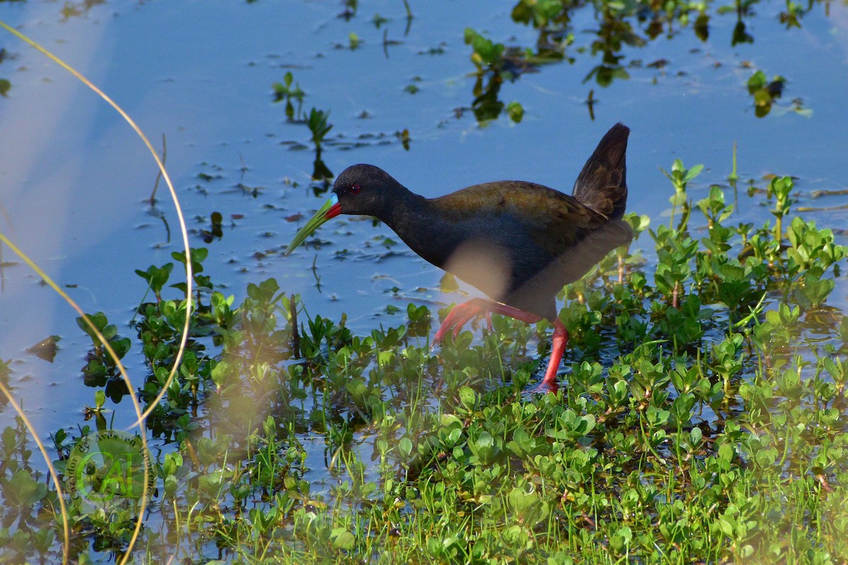 Plumbeous Rail - ML179522901