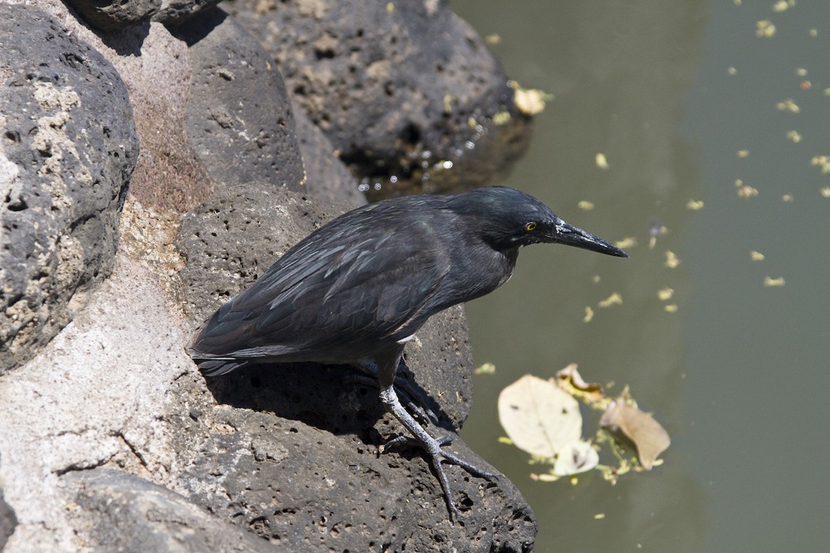 Striated Heron (Galapagos) - Simeon Dawes