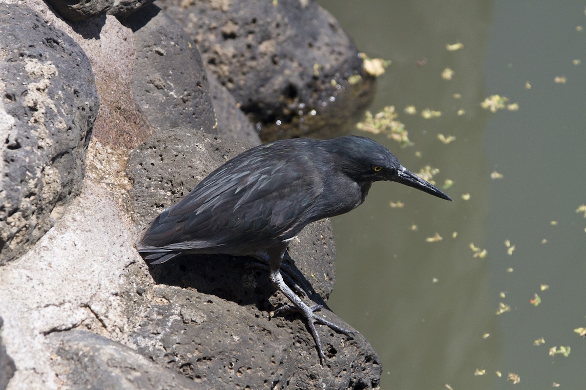 Striated Heron (Galapagos) - ML179523361