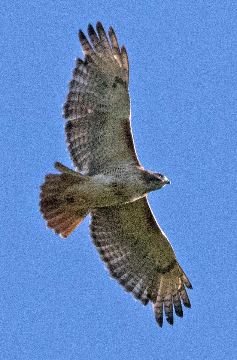 Red-tailed Hawk - ML179523371