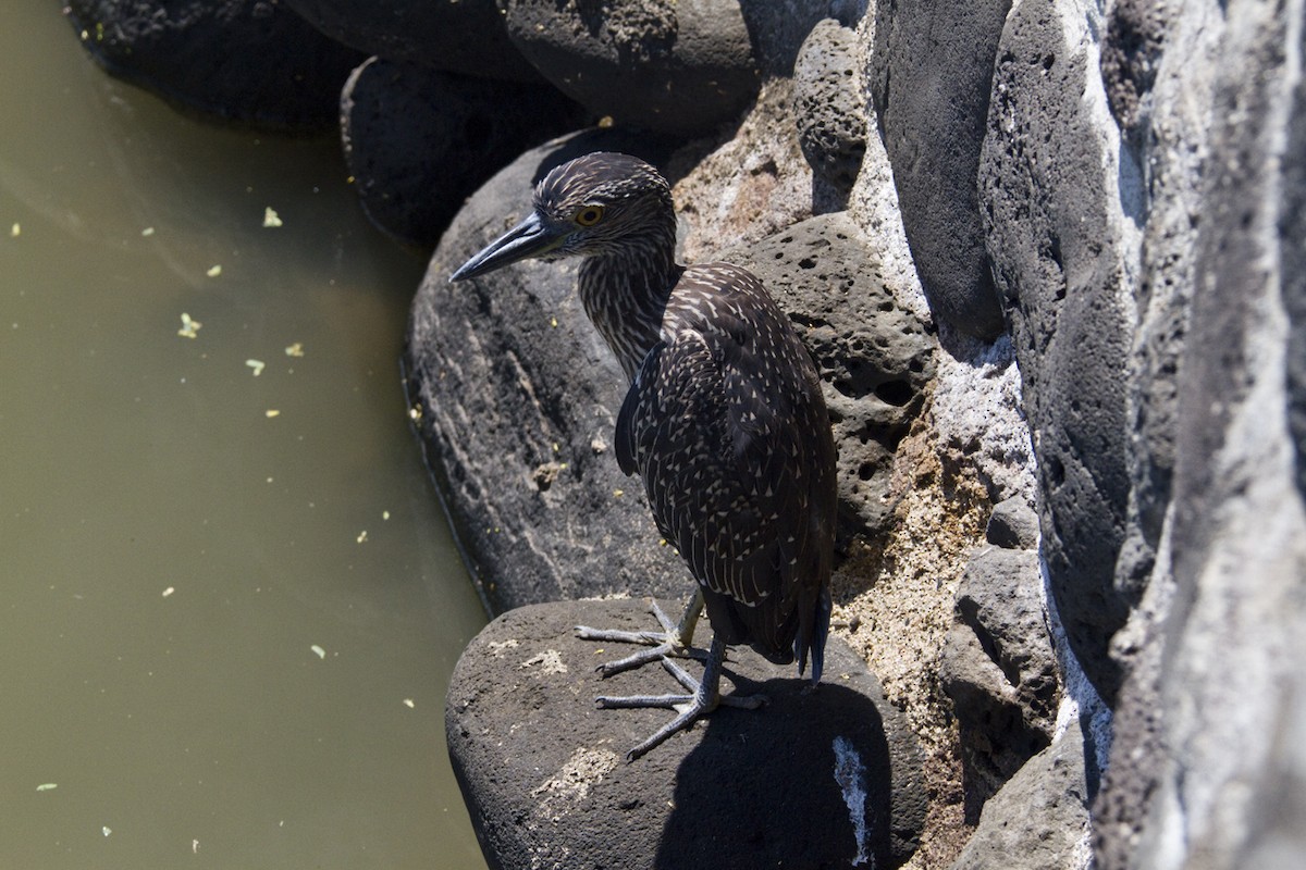 Yellow-crowned Night Heron (Galapagos) - ML179523461