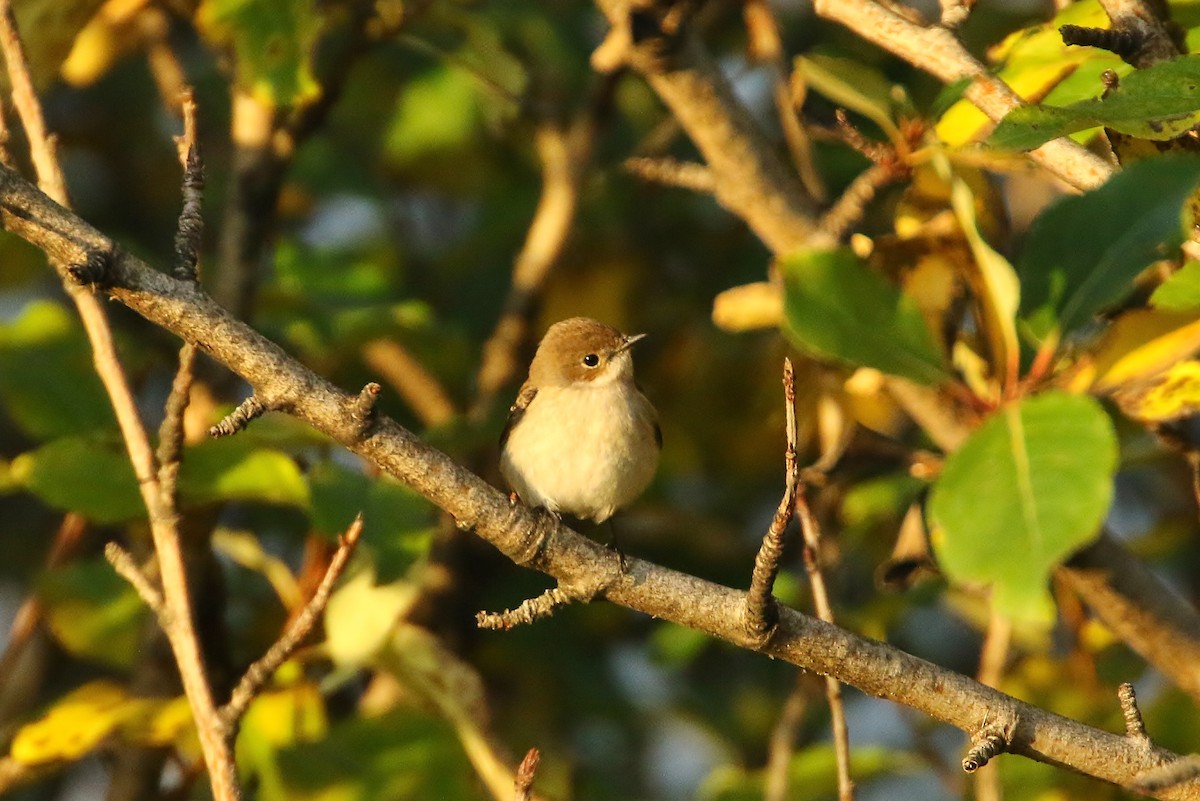 European Pied Flycatcher - ML179523531