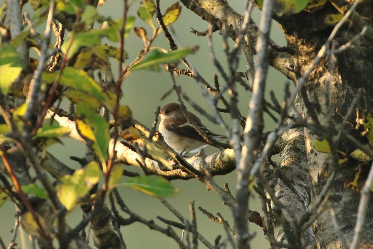 European Pied Flycatcher - ML179523541