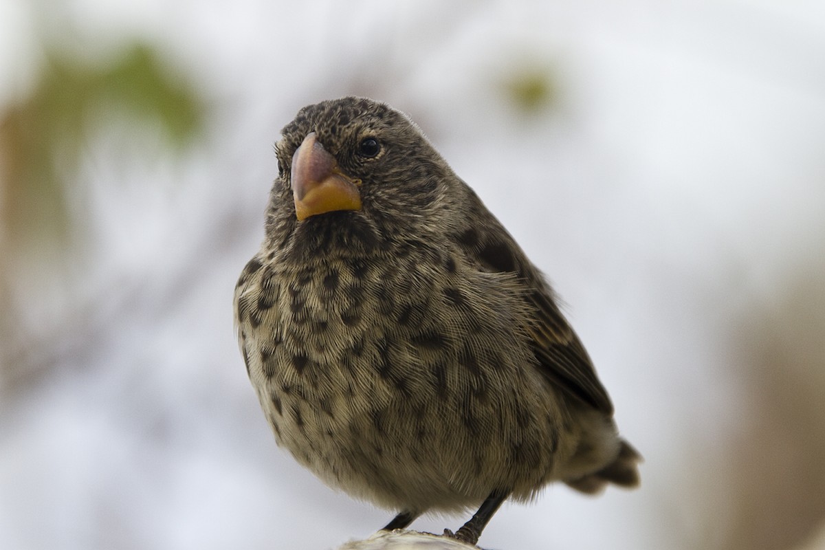 Medium Ground-Finch - Simeon Dawes