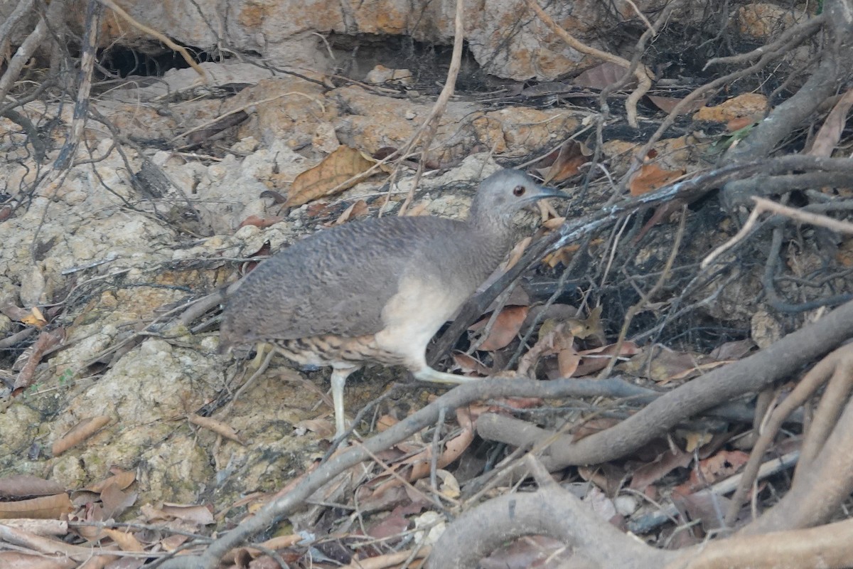 Undulated Tinamou - ML179524271