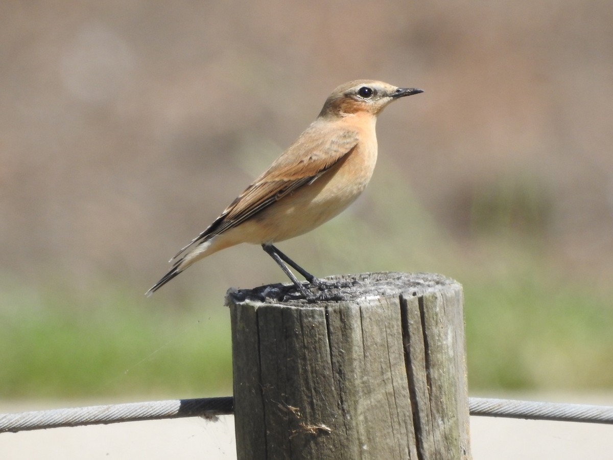 Northern Wheatear - ML179524611