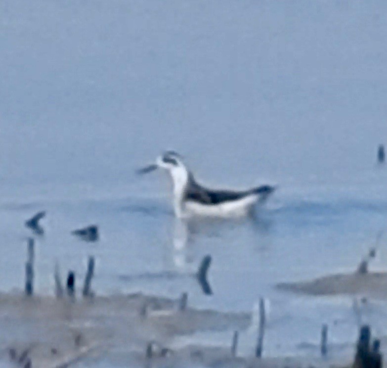 Phalarope à bec étroit - ML179525201