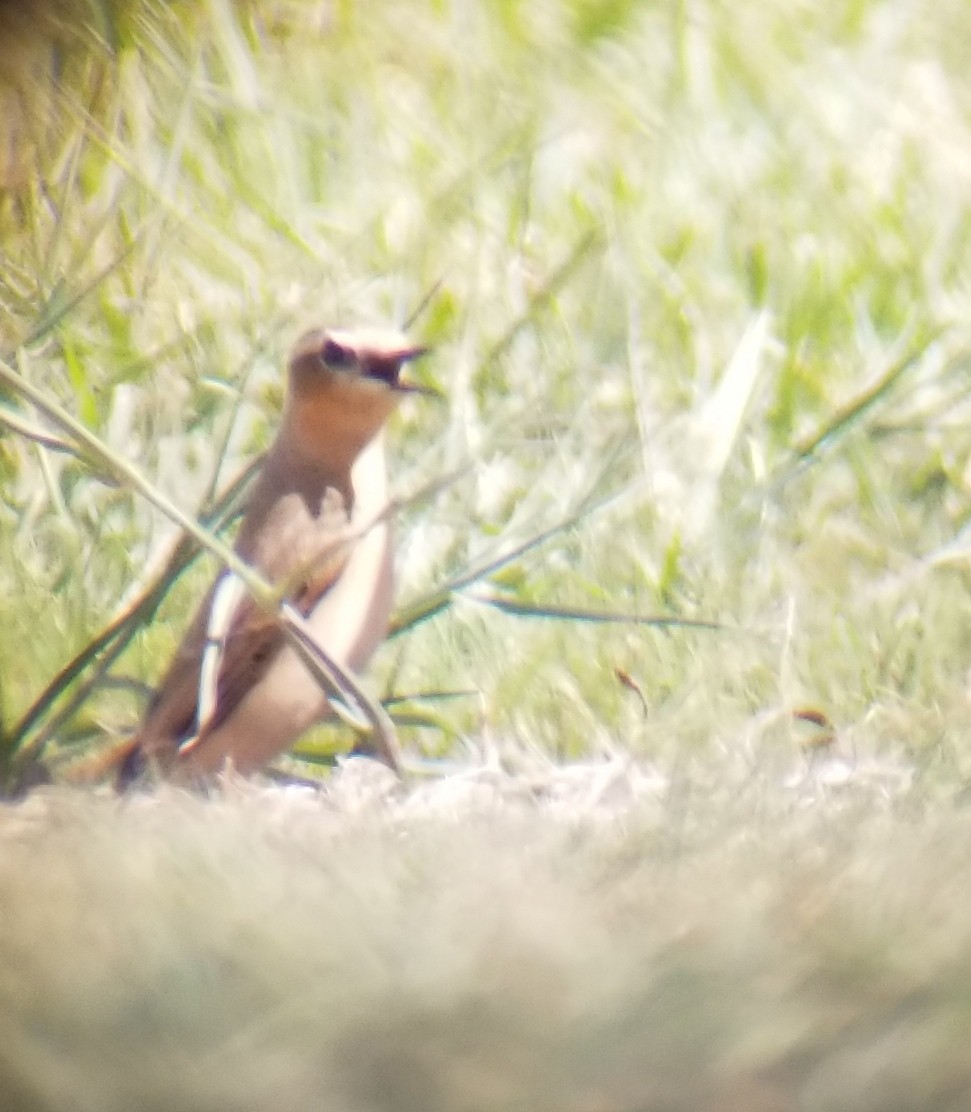 Northern Wheatear - ML179525901