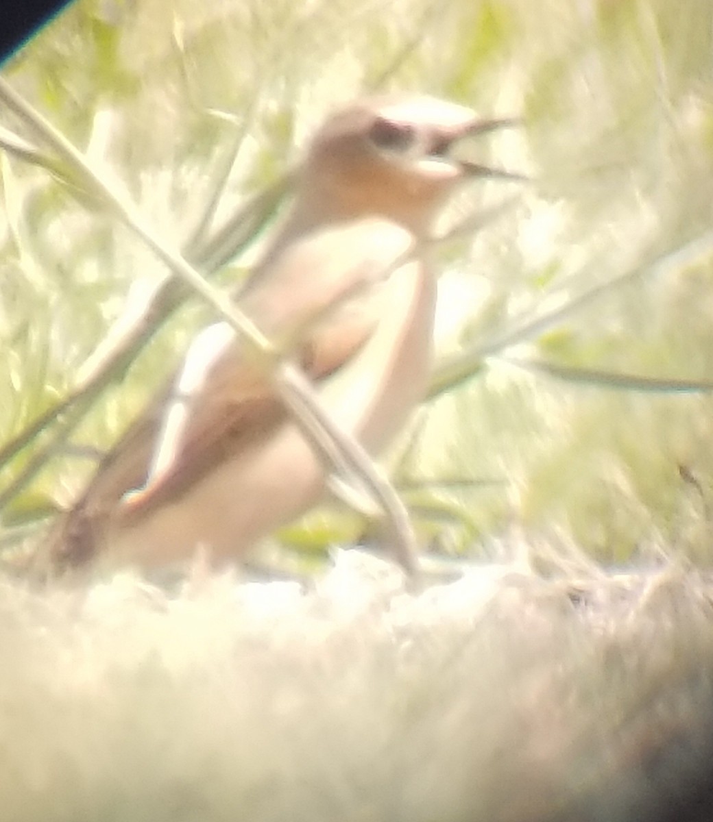 Northern Wheatear - ML179525911