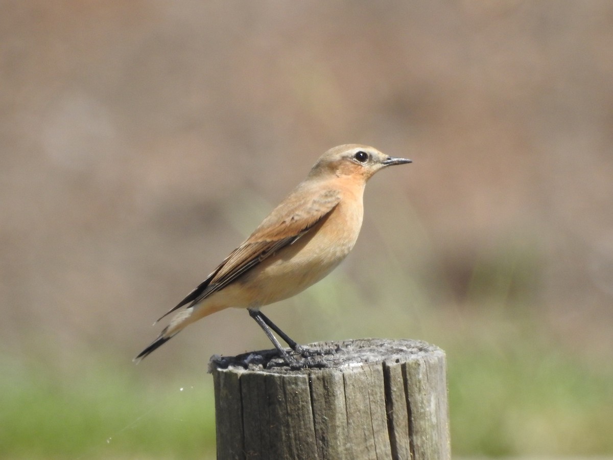 Northern Wheatear - ML179526231