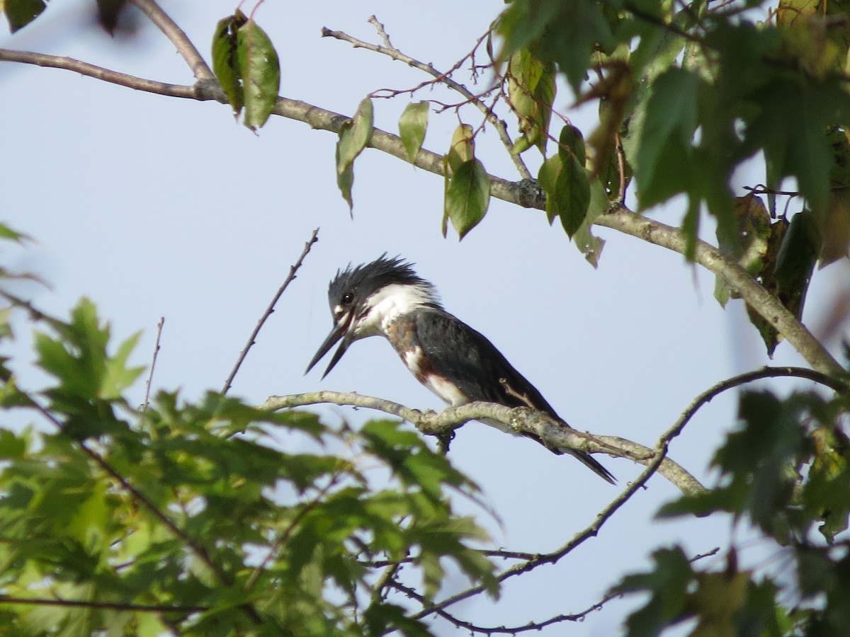 Belted Kingfisher - ML179526991