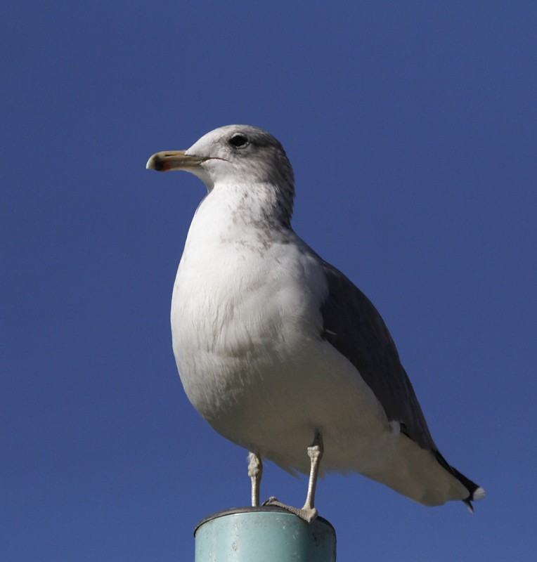 Gaviota Californiana - ML179529411