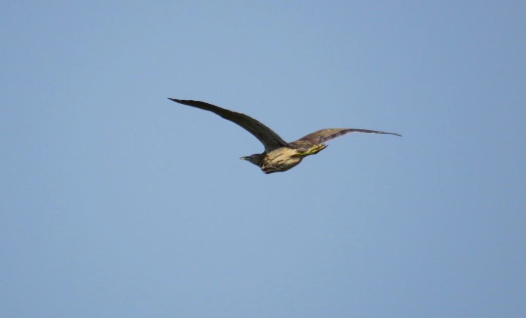 American Bittern - ML179529541