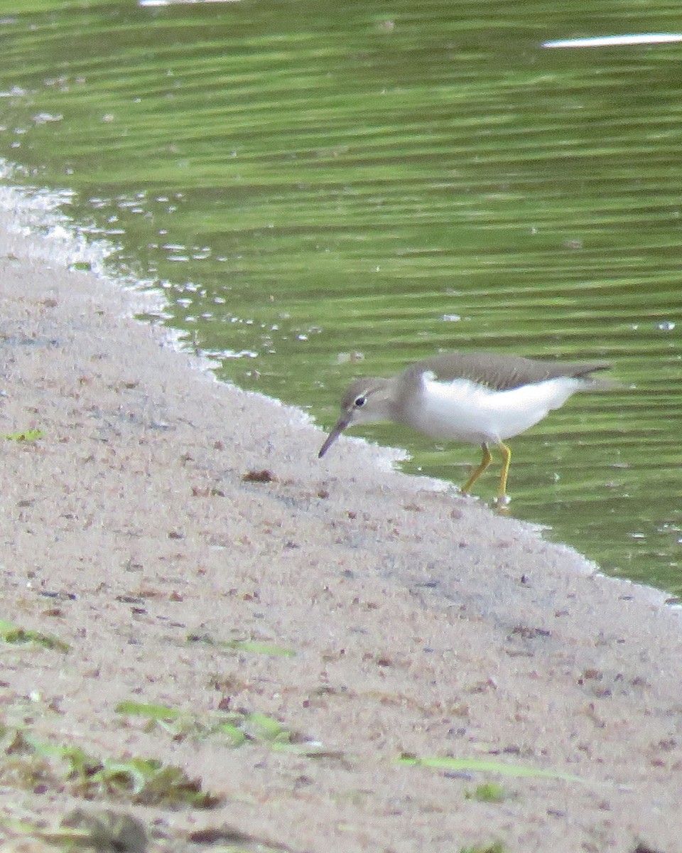 Spotted Sandpiper - ML179532191