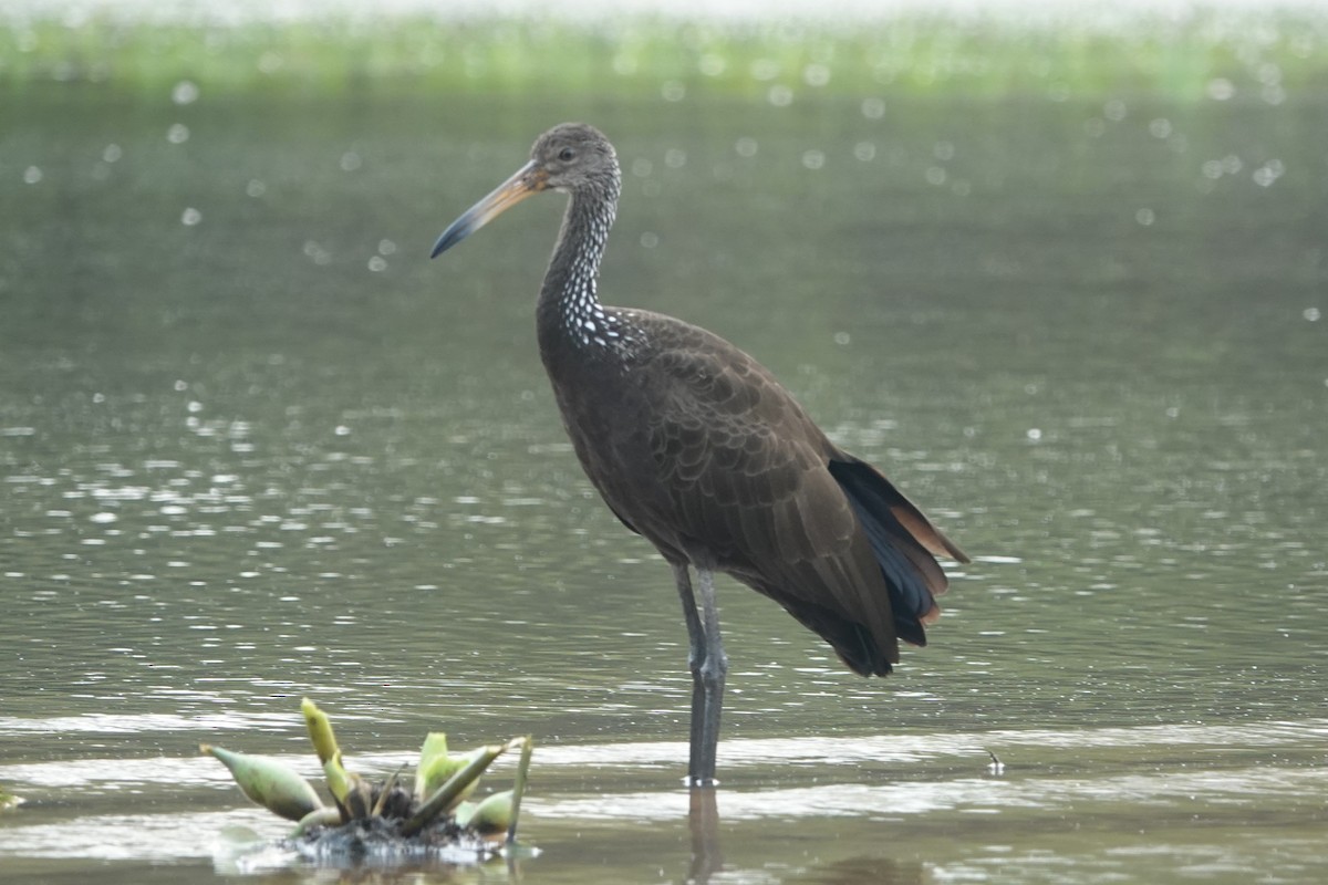 Limpkin - ML179533861