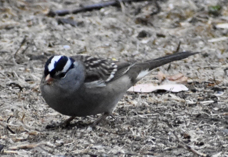 White-crowned Sparrow - ML179534081