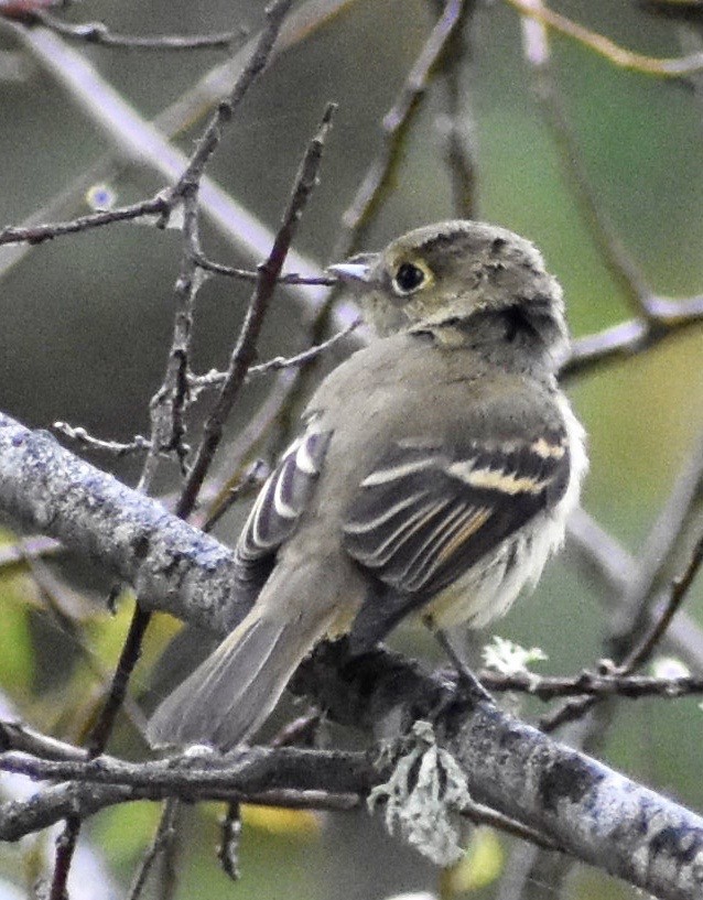 Western Flycatcher (Pacific-slope) - ML179534221