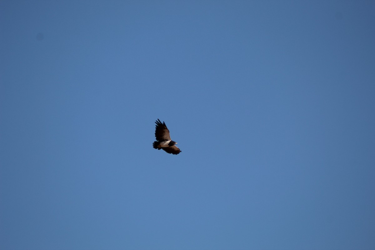 Black-chested Buzzard-Eagle - ML179535131