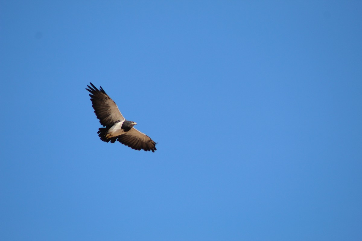 Black-chested Buzzard-Eagle - ML179535161