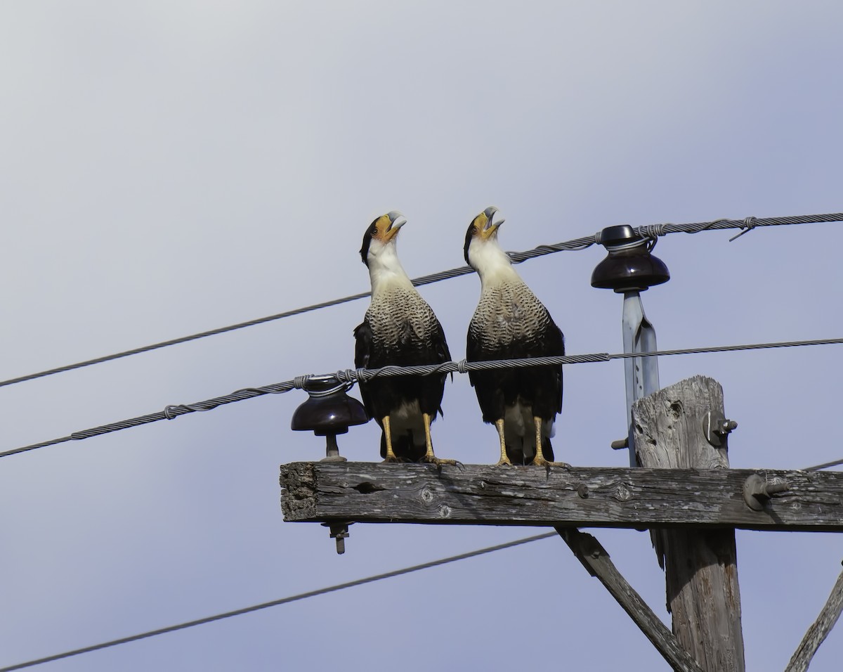 Crested Caracara (Northern) - ML179535201