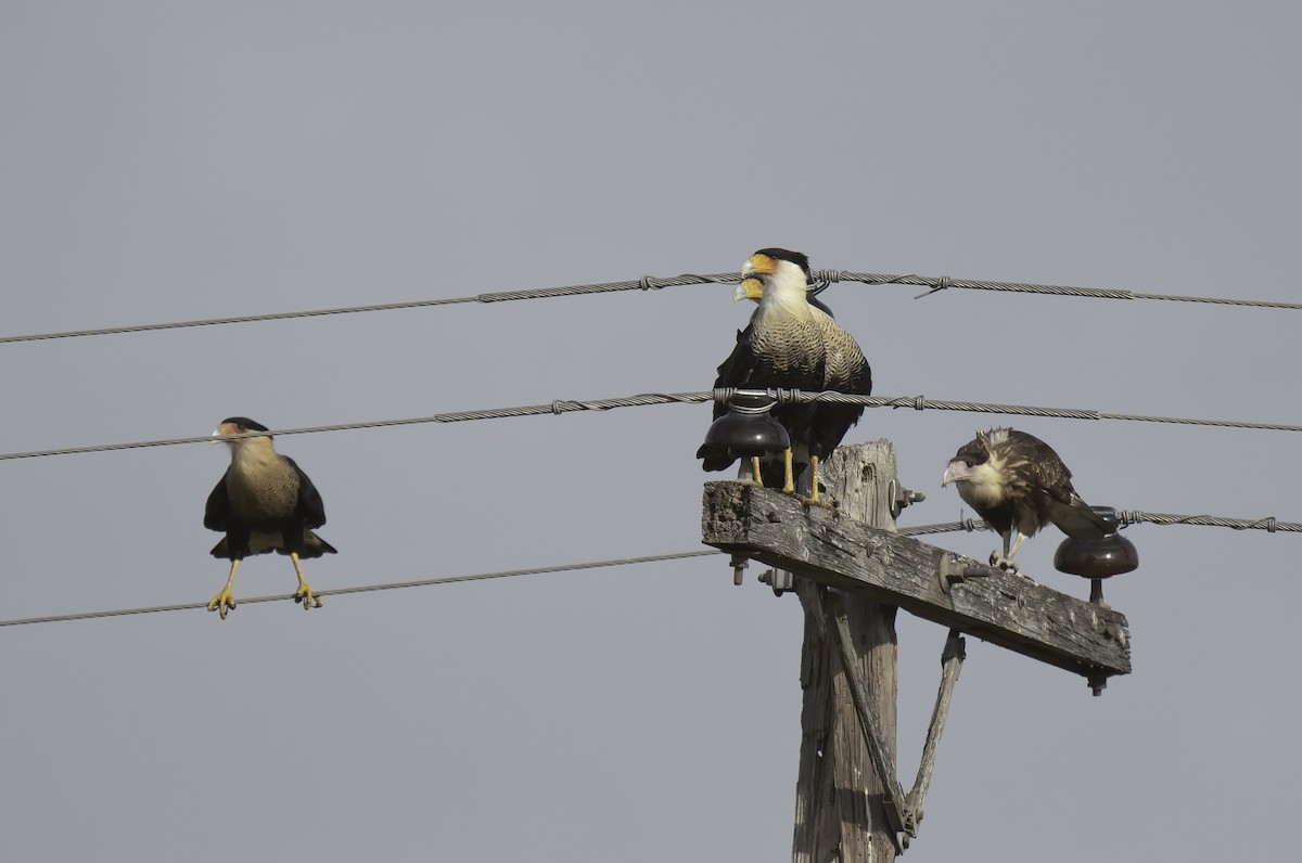 Caracara huppé (cheriway) - ML179535211