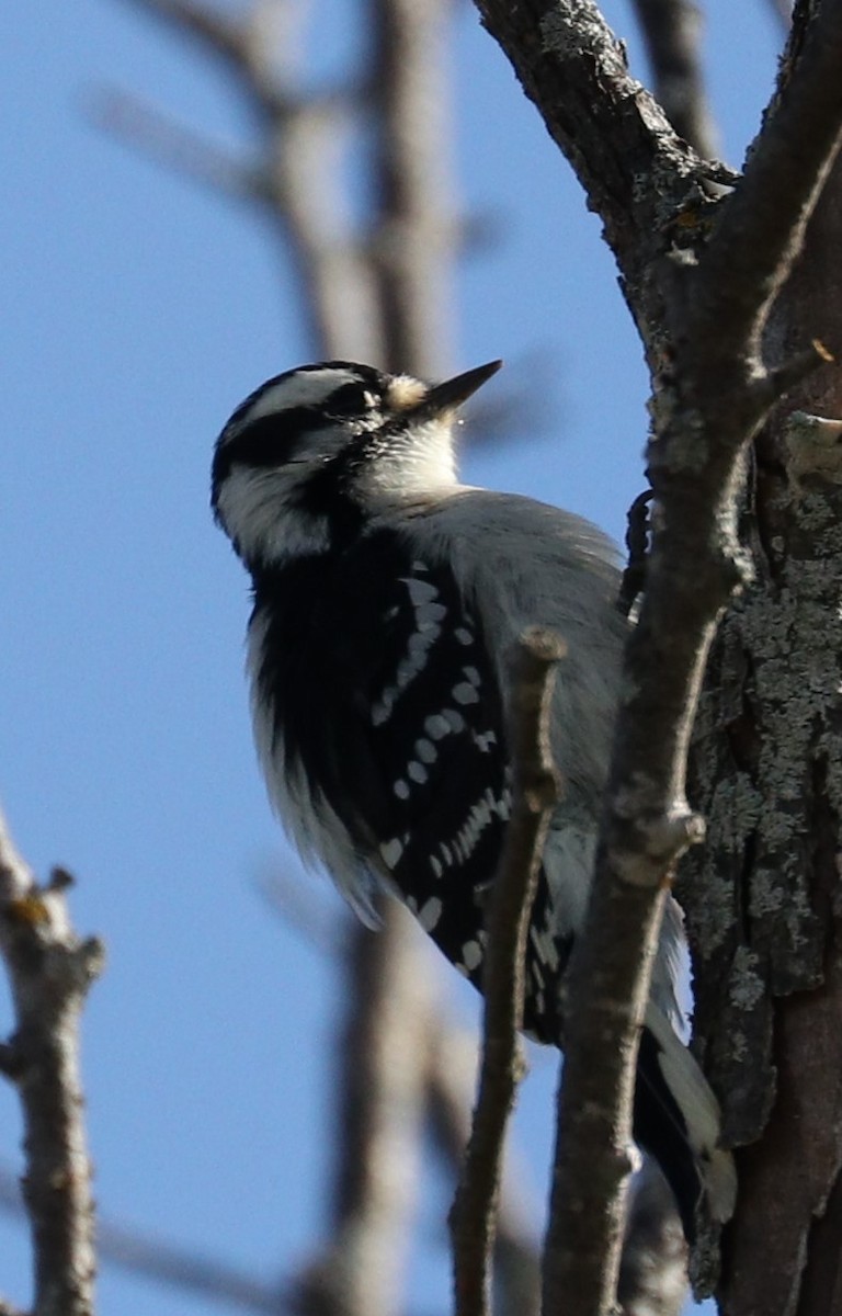 Downy Woodpecker - Lynda Noel