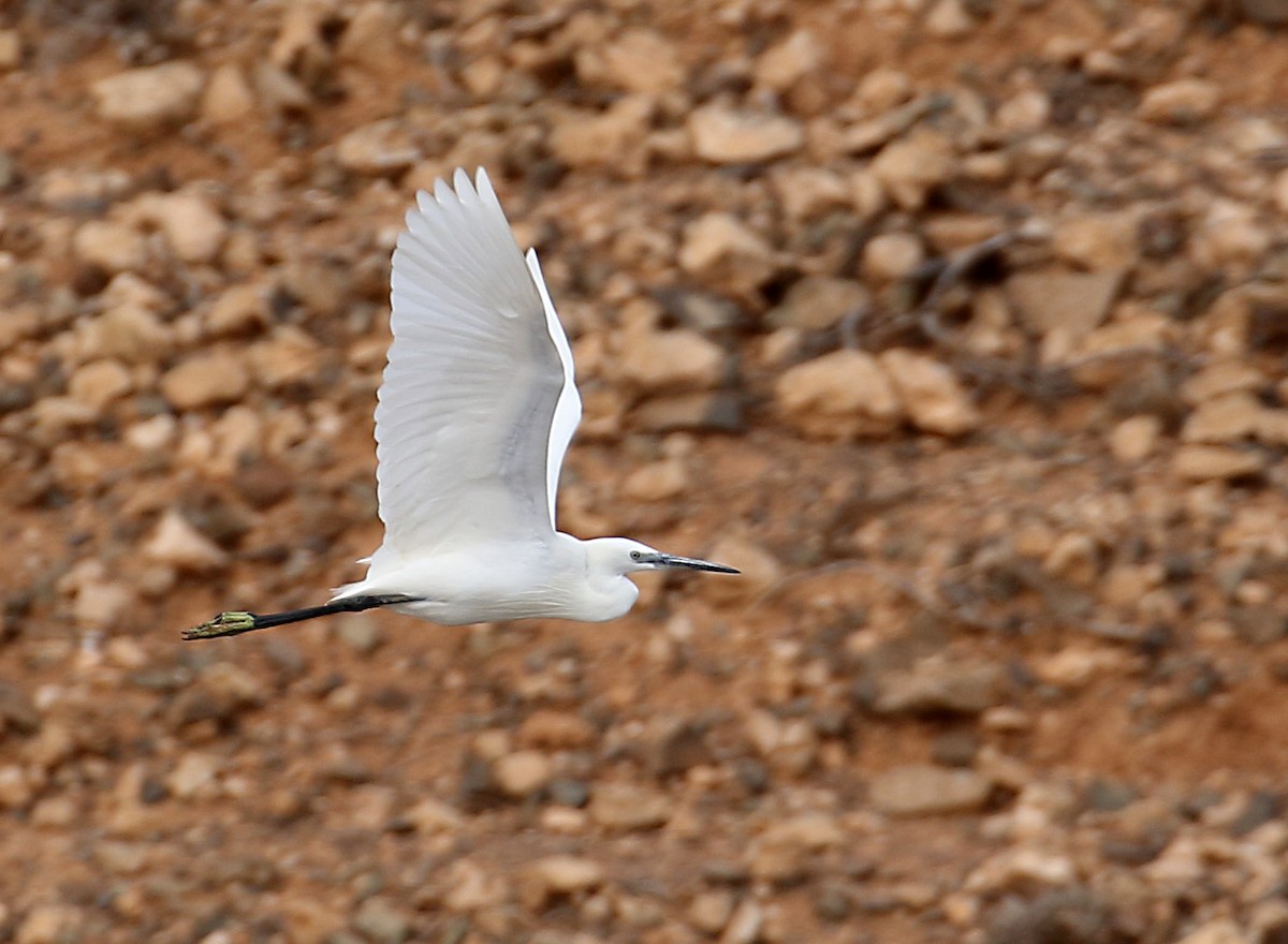 Little Egret - ML179536901