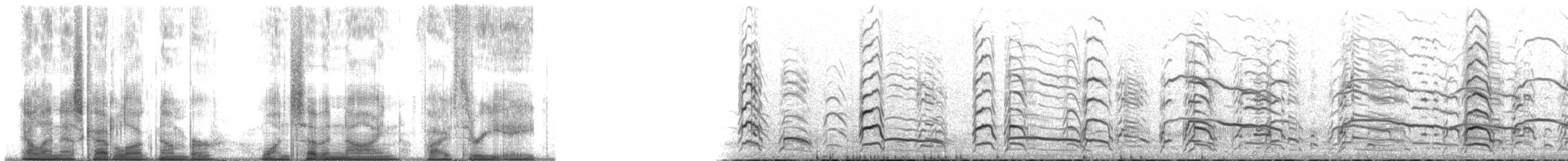 Short-billed Gull - ML179538