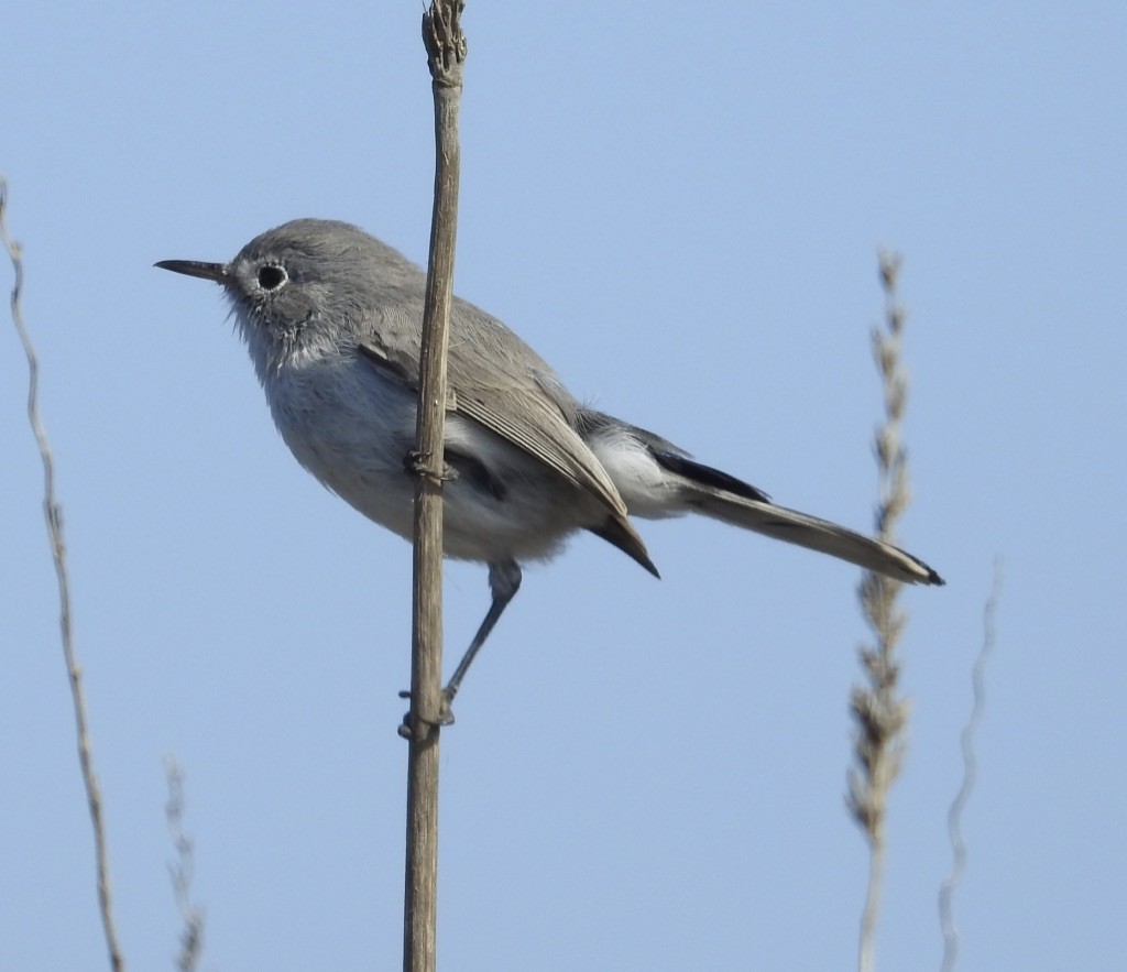 Blue-gray Gnatcatcher - Mike Coulson