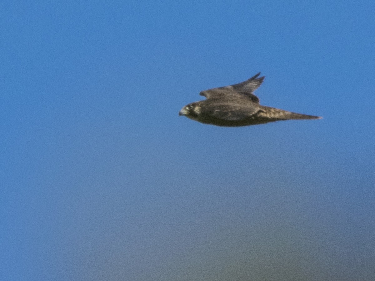 Peregrine Falcon - Susan Barnard