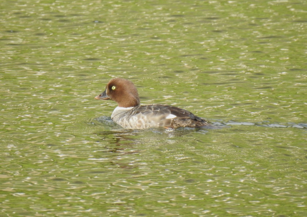 Barrow's Goldeneye - ML179541381