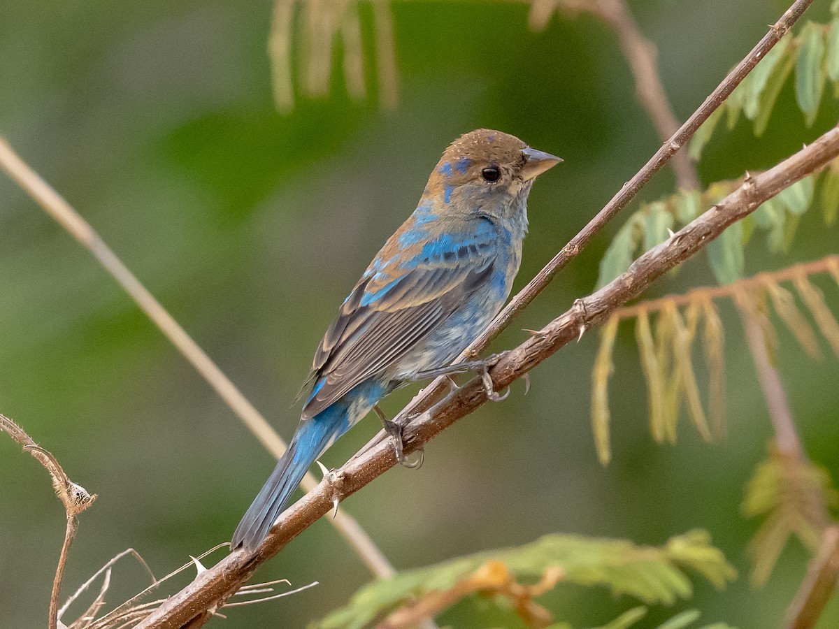 Indigo Bunting - Steven Hunter