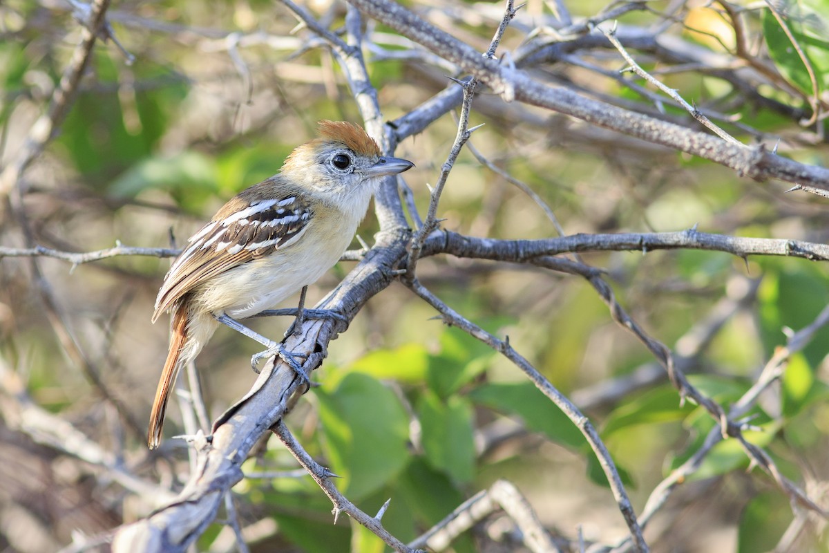 Planalto Slaty-Antshrike - Rafael Lima