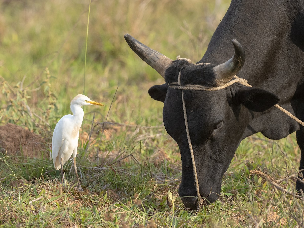 Western Cattle Egret - ML179543091