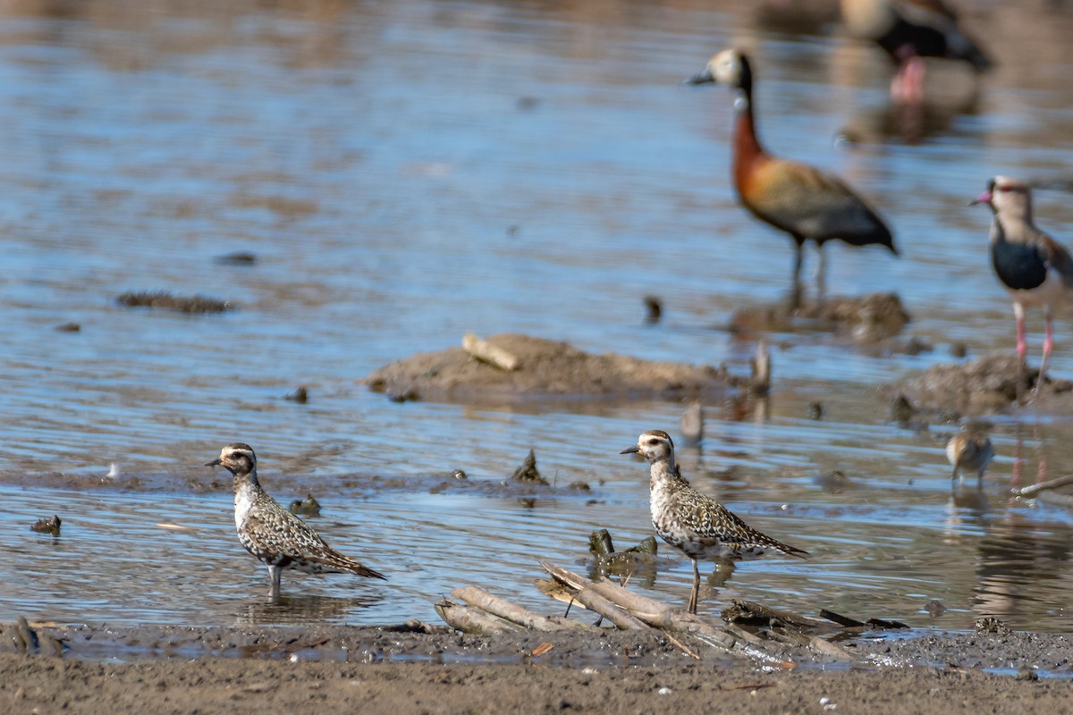 American Golden-Plover - ML179544761