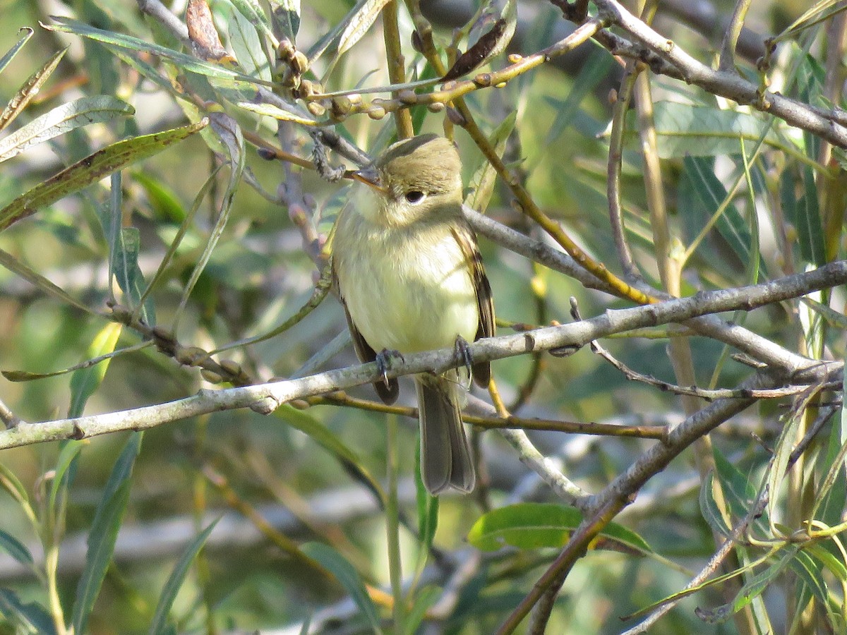 Western Flycatcher (Pacific-slope) - ML179545021