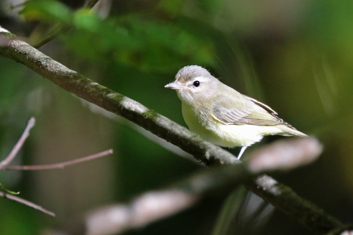 Warbling Vireo - ML179545031