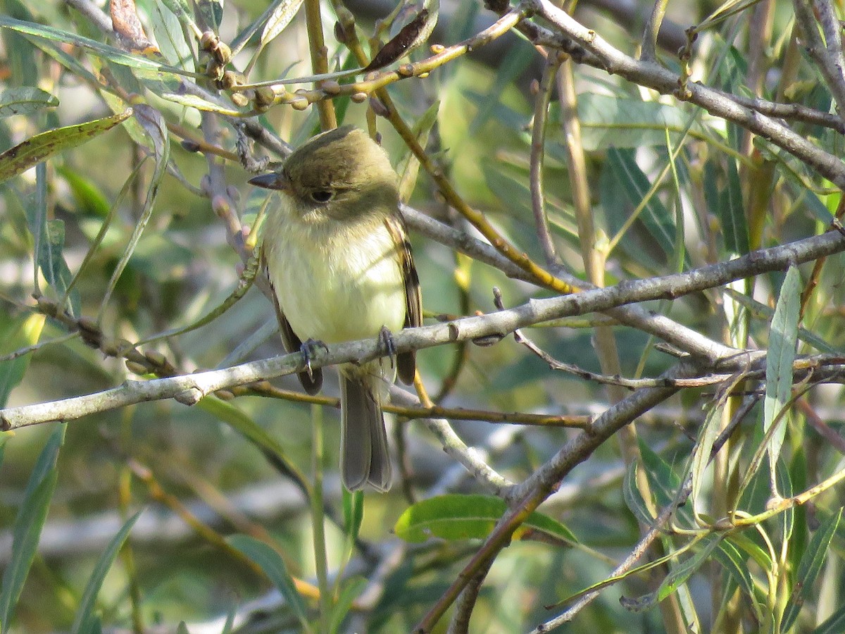 Western Flycatcher (Pacific-slope) - Simon Thornhill