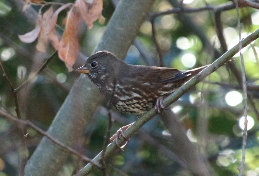 Fox Sparrow - ML179548711