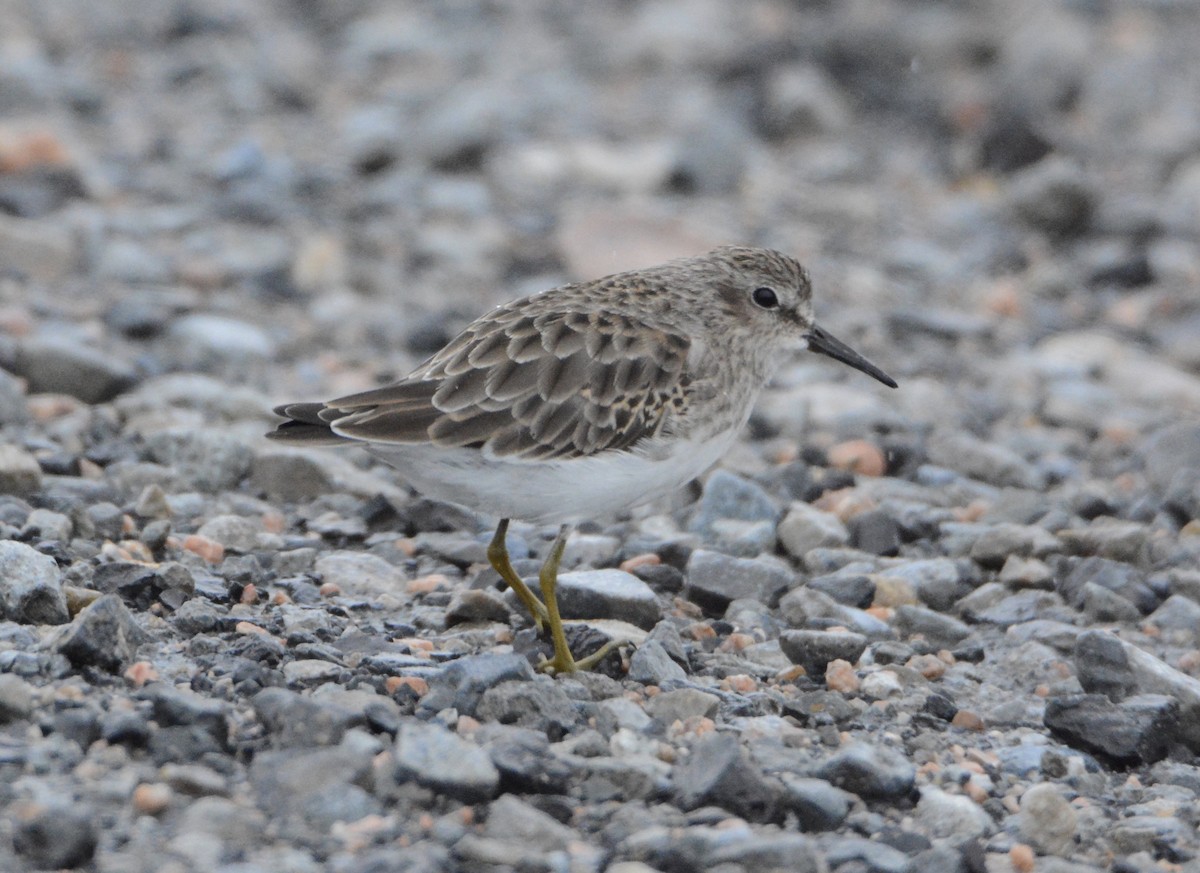 Least Sandpiper - ML179549921