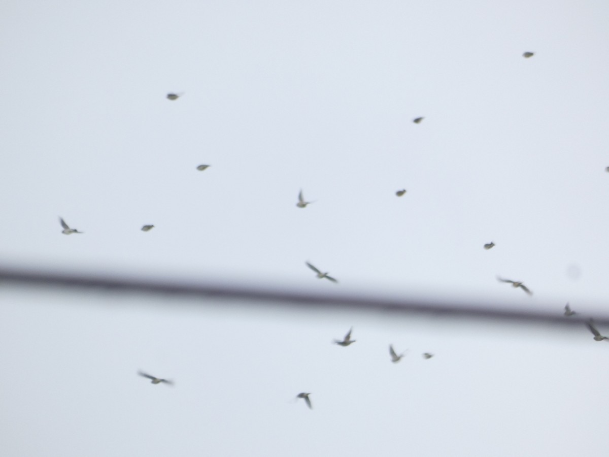 tanımsız Passeriformes sp. - ML179551101