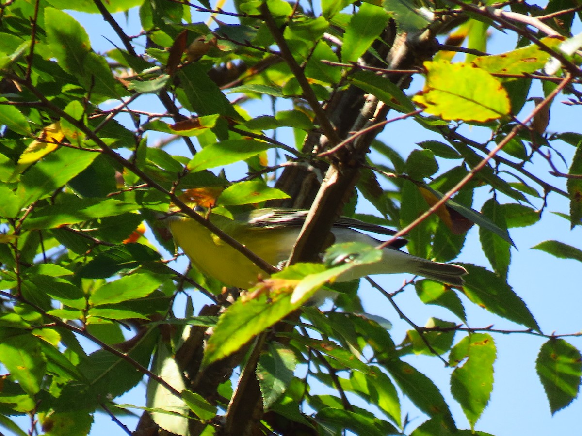 Yellow-throated Vireo - ML179551121