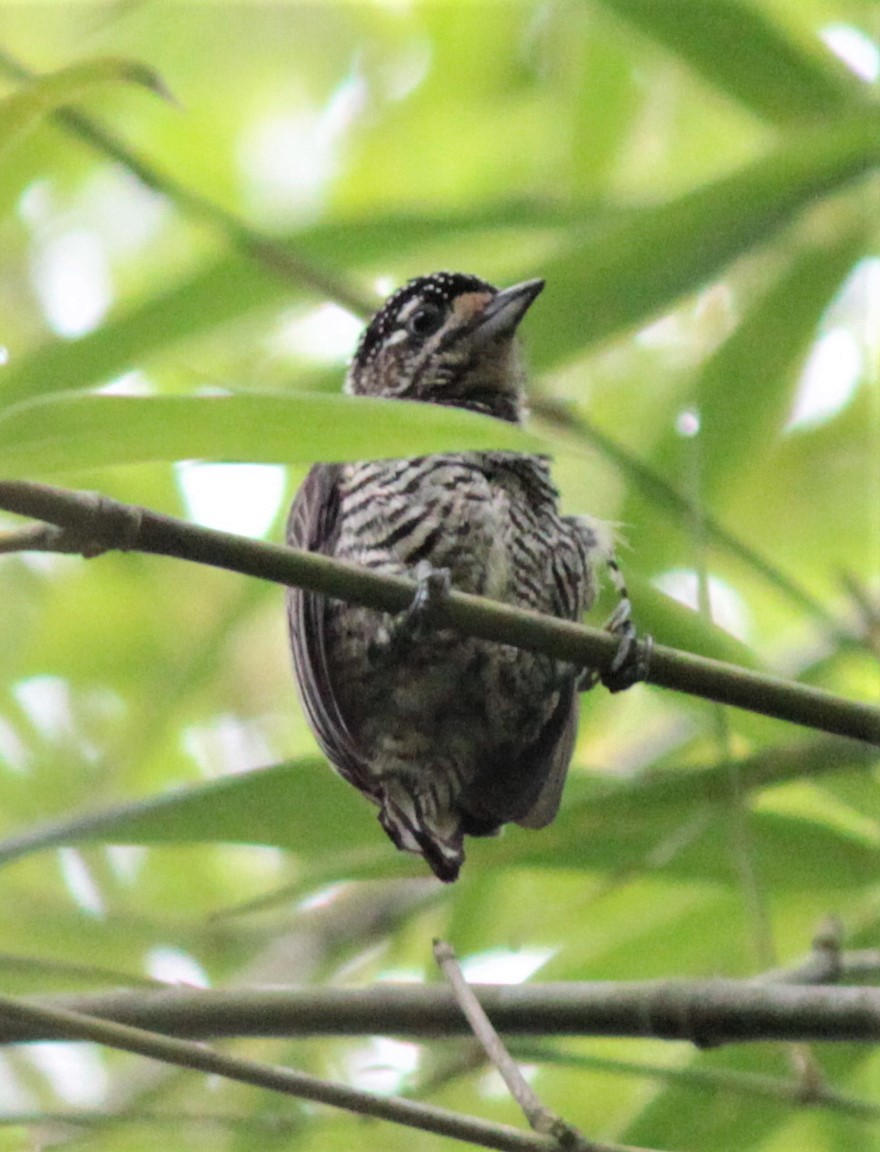 White-barred Piculet - ML179551551