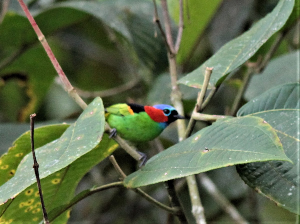 Red-necked Tanager - ML179551751