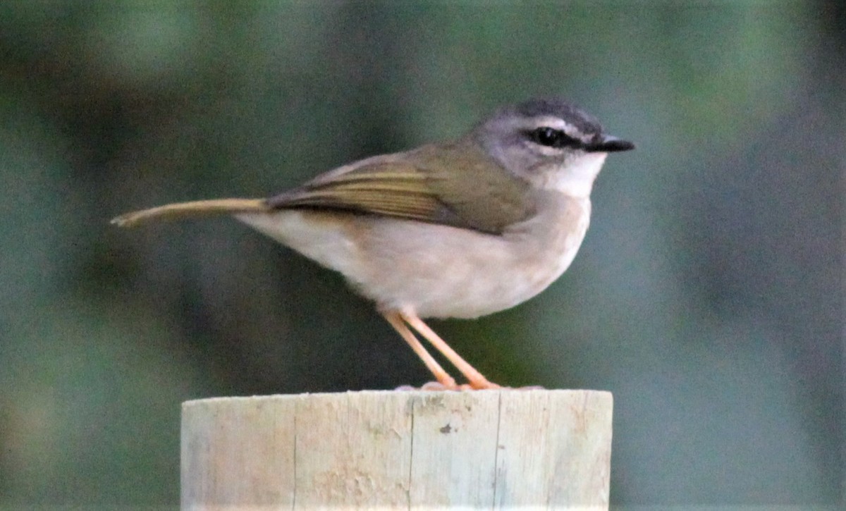 Riverbank Warbler - ML179551911