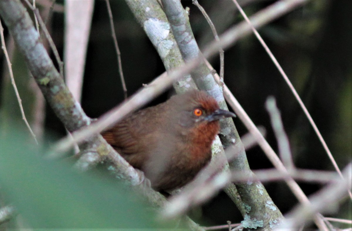 Orange-eyed Thornbird - ML179553461
